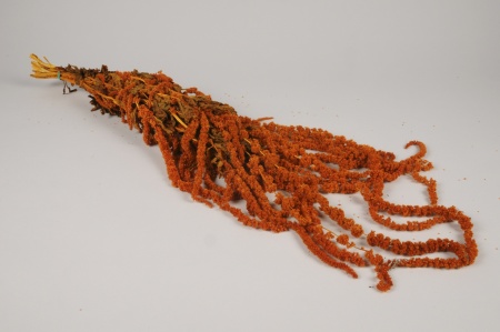 Amaranthe caudatus préservée orange L80cm