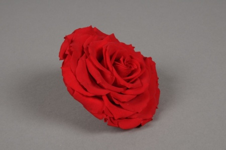 Boîte de 1 rose stabilisée rouge