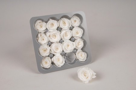 Boîte de 16 mini roses stabilisées blanches