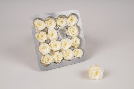 Boîte de 16 mini roses stabilisées champagne