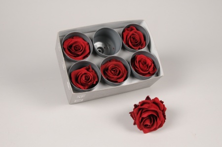 Boîte de 6 roses stabilisées bordeaux