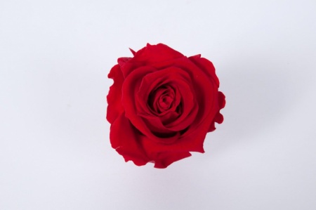 Boîte de 6 roses stabilisées rouges