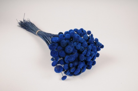 Botao séché bleu H53cm