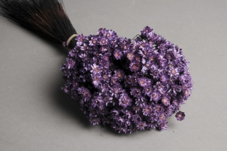 Botte de glixia séché violet H50cm