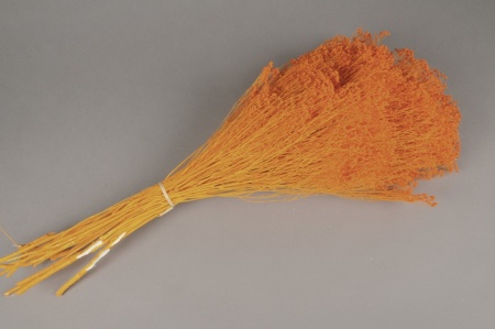 Broom bloom préservé orange H50cm