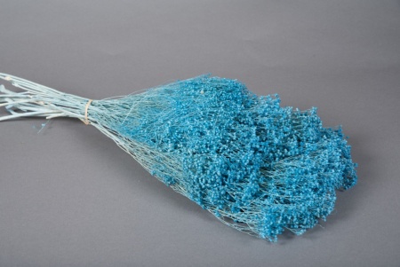 Broom bloom séché bleu H60cm