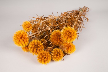 Echinops préservé jaune H65cm