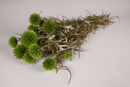 Echinops préservé vert H70cm