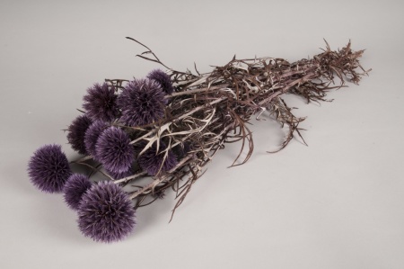 Echinops préservé violet H65cm