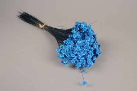 Glixia séché bleu H40cm