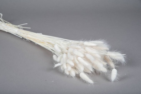 Lagurus séché blanc H70cm