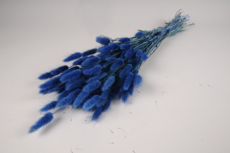 Lagurus séché bleu H70cm