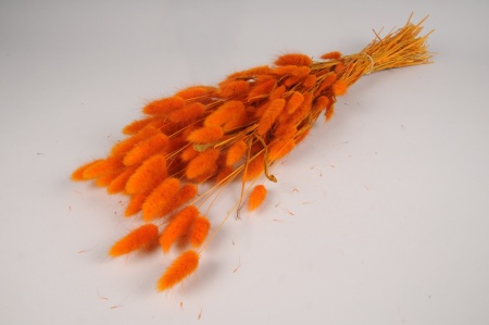 Lagurus séché orange H65cm