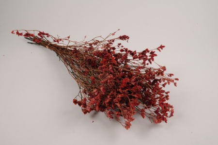 Limonium préservé rouge H70cm