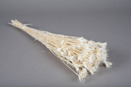 Nigelle orientalis séchée blanchie H60cm