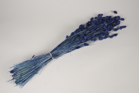 Phalaris séché bleu H70cm