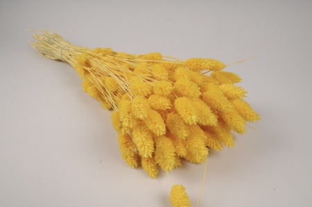 Phalaris séché jaune H55cm