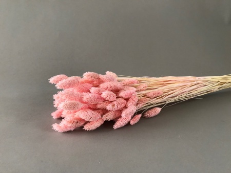 Phalaris séché rose pâle H60cm