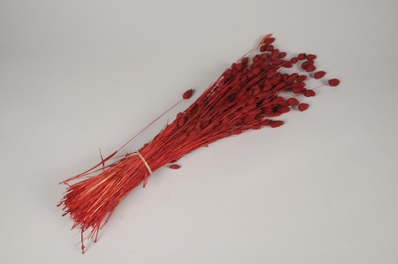Phalaris séché rouge H65cm