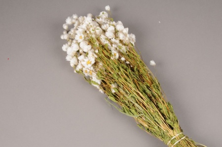 Rhodanthe séchée naturelle blanche H40cm