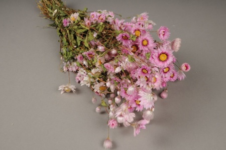 Rhodanthe séchée naturelle rose H40cm
