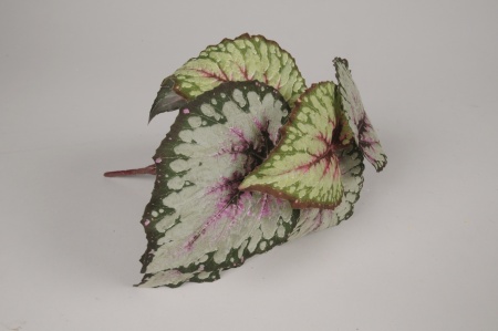 Bégonia artificiel vert et rose H25cm