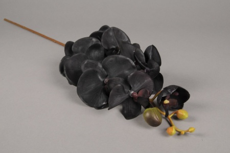 Phalaenopsis artificiel noir H77cm