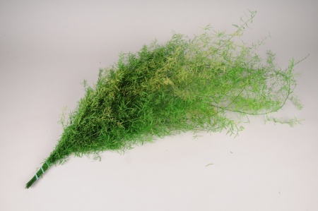 Fougère asparagus stabilisée verte H100cm
