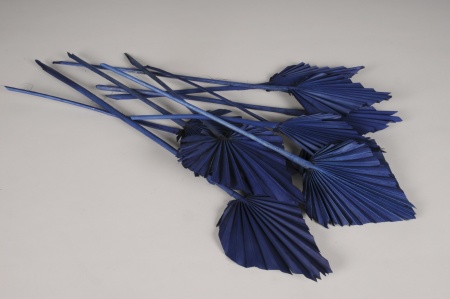 Palm spear séché bleu H60cm