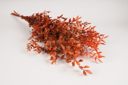 Ruscus préservé orange H75cm