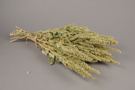 Amaranthe séchée naturelle H60cm
