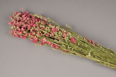 Delphinium séché naturel rose H65cm
