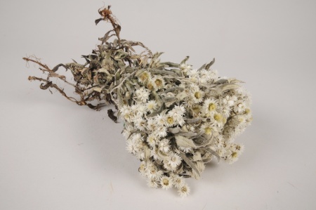 Edelweiss séché naturel blanc H25cm