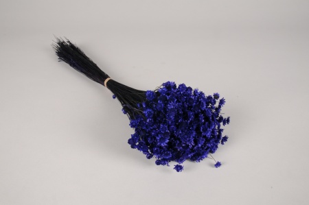 Glixia séché bleu violet H43cm