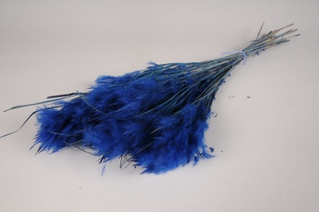 Graminée séchée bleue H73cm