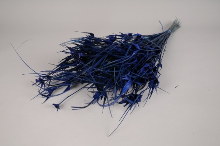 Herbe étoilée séchée bleue H75cm