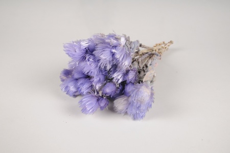 Immortelle séchée lilas H35cm
