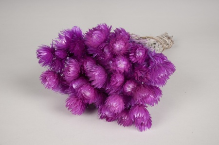 Immortelle séchée violette H40cm