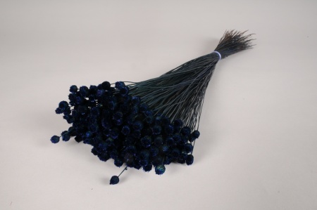 Jazilda séché bleu foncé H53cm