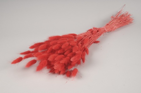 Lagurus séché rouge H70cm