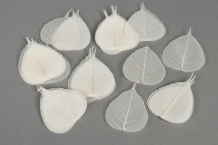 Paquet de 200 feuilles squelettes blanches 6cm