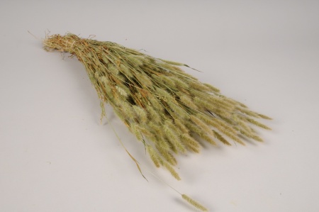 Polypogon séché naturel H51cm