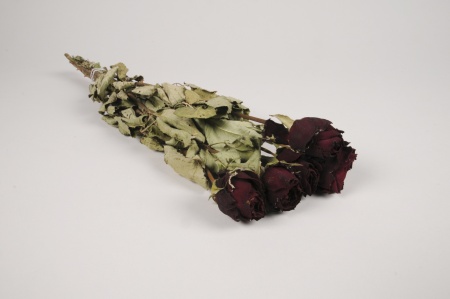 Roses séchées bordeaux H46cm