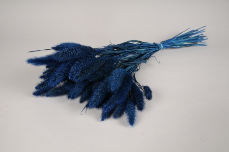 Sétaire séchée bleue H66cm