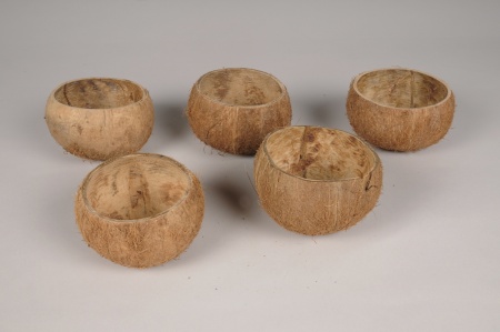Paquet de 5 demi noix de coco naturelles D12cm