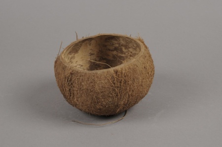 Paquet de 5 noix de coco naturelles D11cm