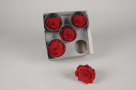 Boîte de 5 roses stabilisées rouges