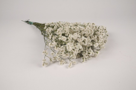 Limonium sinensis préservé blanc H48m