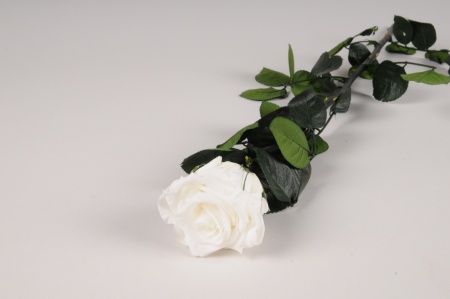 Rose stabilisée blanche H52cm