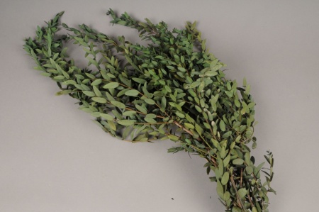 Parvifolia stabilisé vert H40/80cm